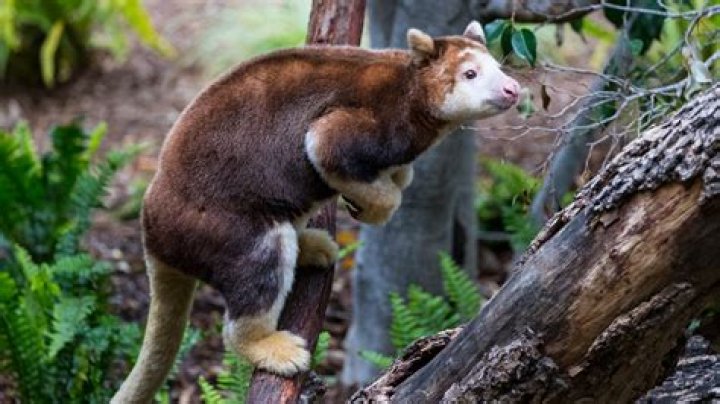 Were do marsupials live?