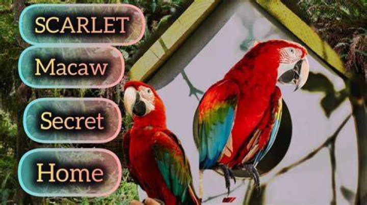 Were do scarlet macaws live?