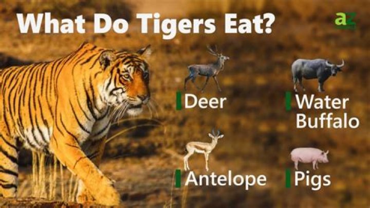 Were do tigers eat?