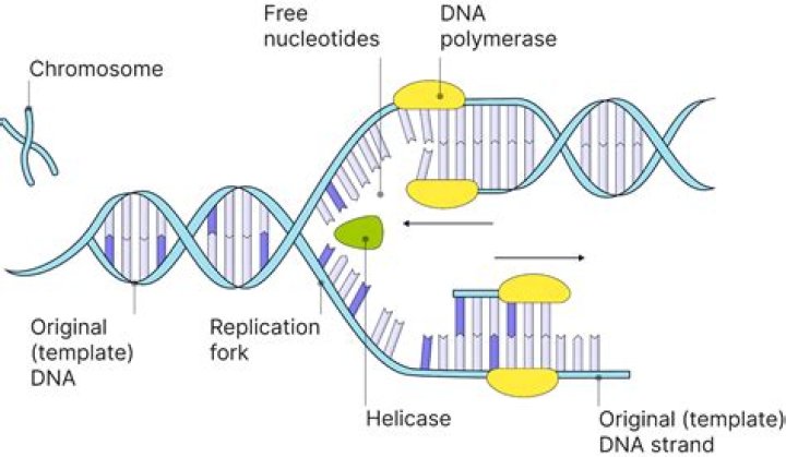 Were does dna replication take place?