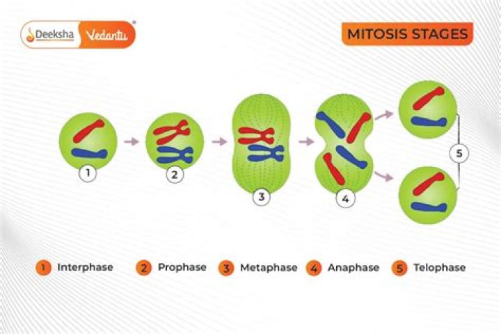 Were does mitosis take place?