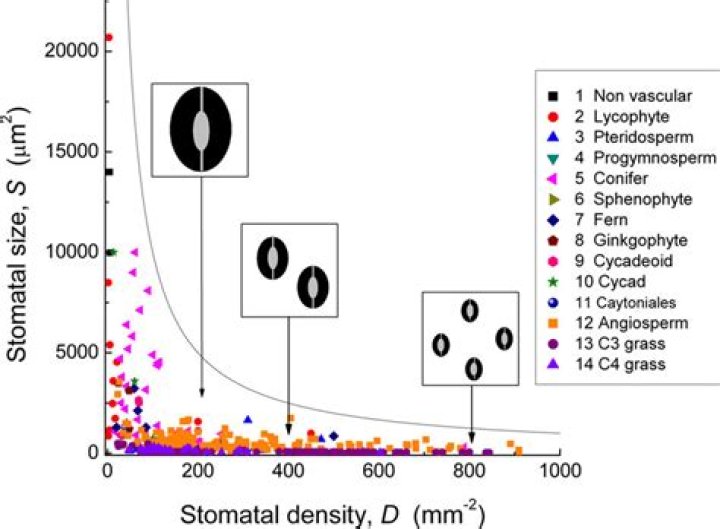 What affects stomatal density?