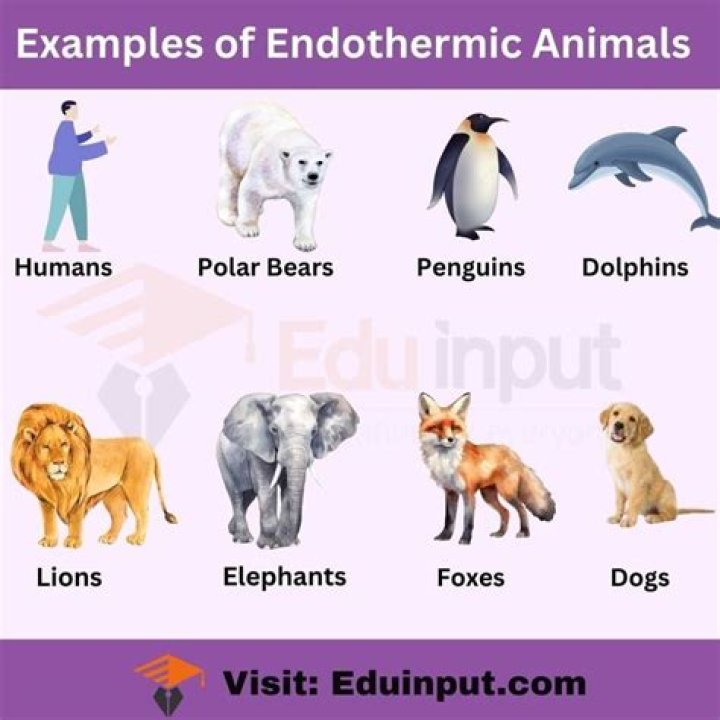 What animals are endotherms?