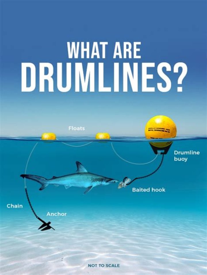 What are drumlines for sharks?