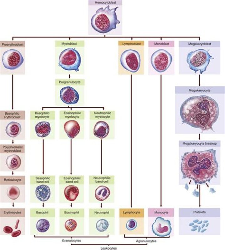 What are hematic cells?