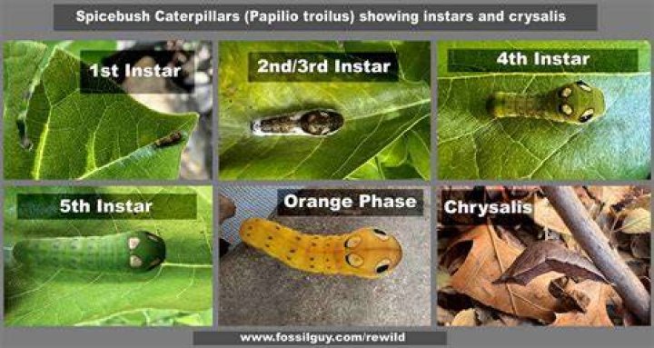 What are larval instars?