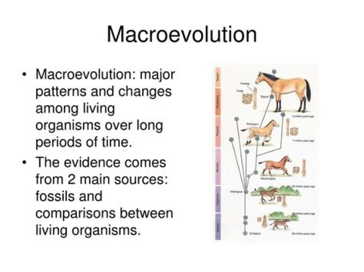 What are macroevolutionary patterns?