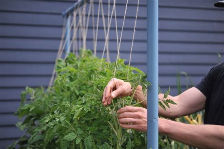 What are trellises used for?