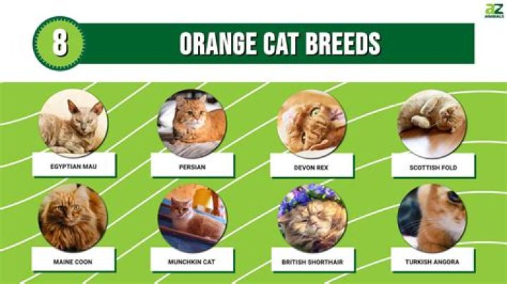 What cats are orange?