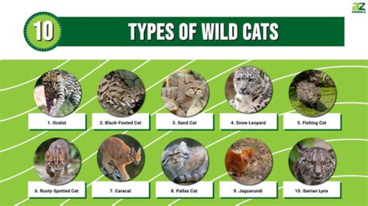 What cats outrange master a?