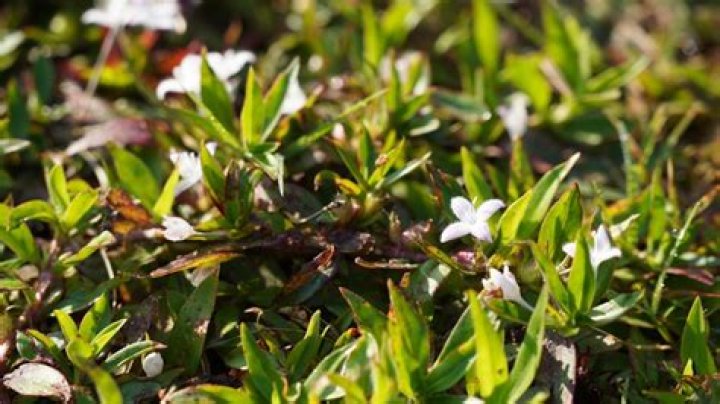 What causes virginia buttonweed?