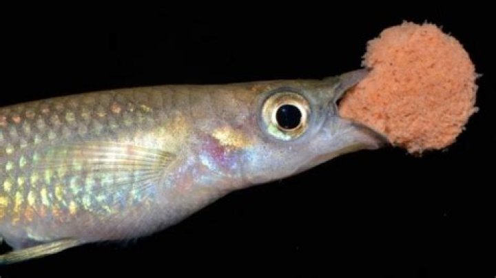 What do killifish eat?