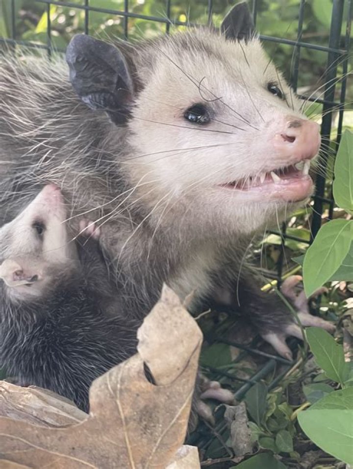 What do possums do?