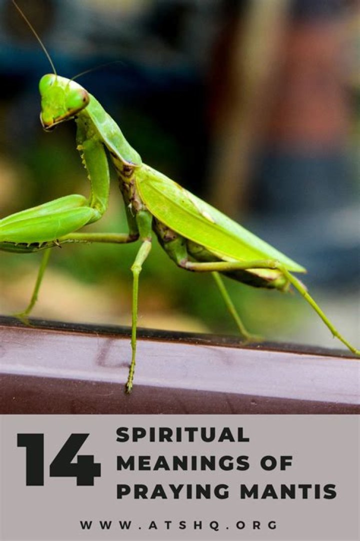 What do praying mantis mean?