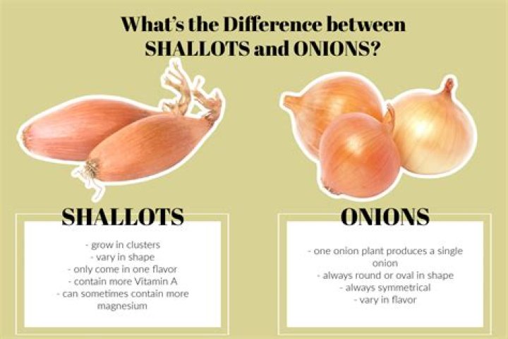 What does 2 shallots mean?