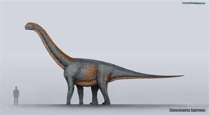 What does a camarasaurus look like?