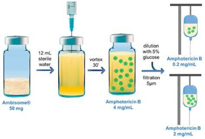 What does amphotericin b treat?
