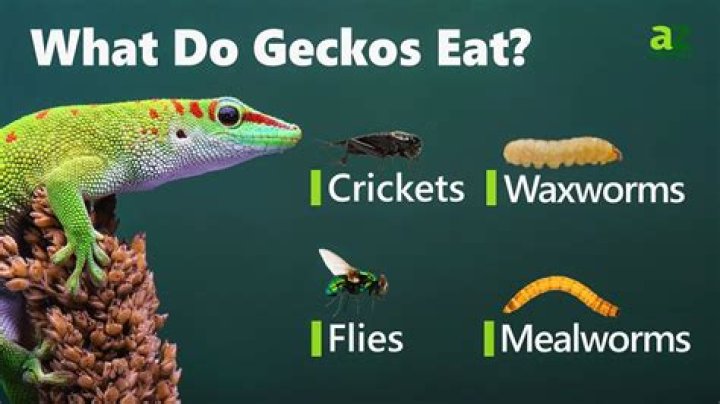 What does geckos eat?