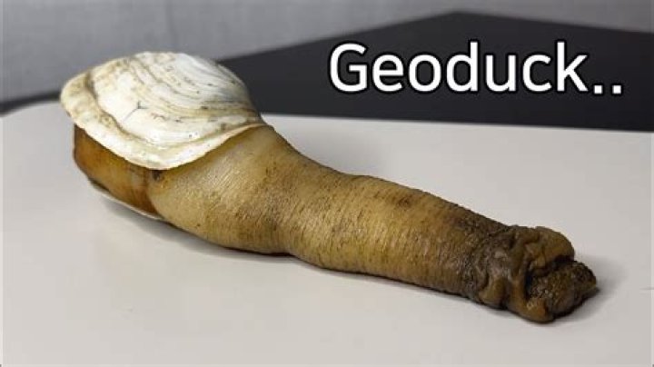 What does geoduck taste like?