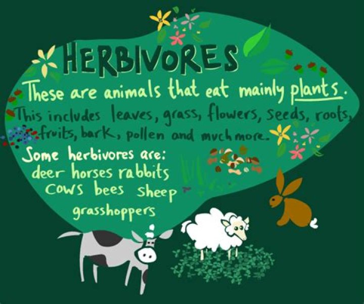 What does herbivorous mean?