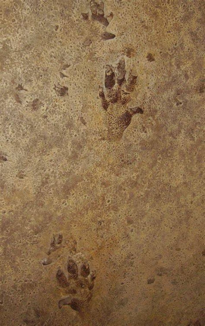 What does ichnofossils mean?