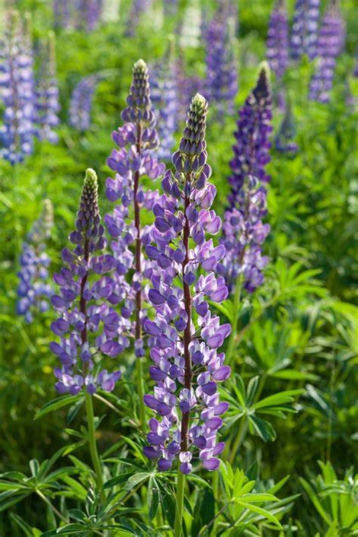 What does lupine look like?
