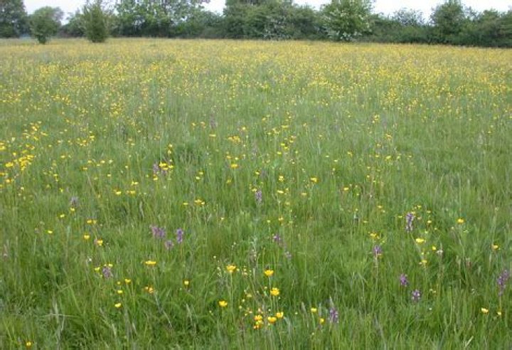 What does mesotrophic grassland mean?