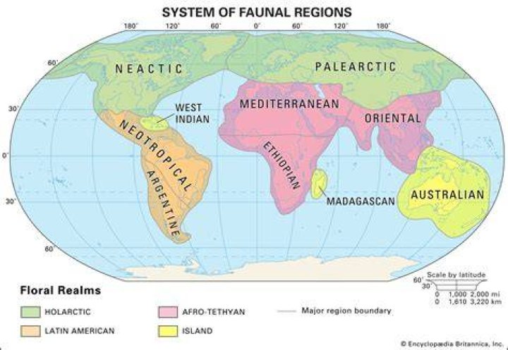What does neotropical mean in science?