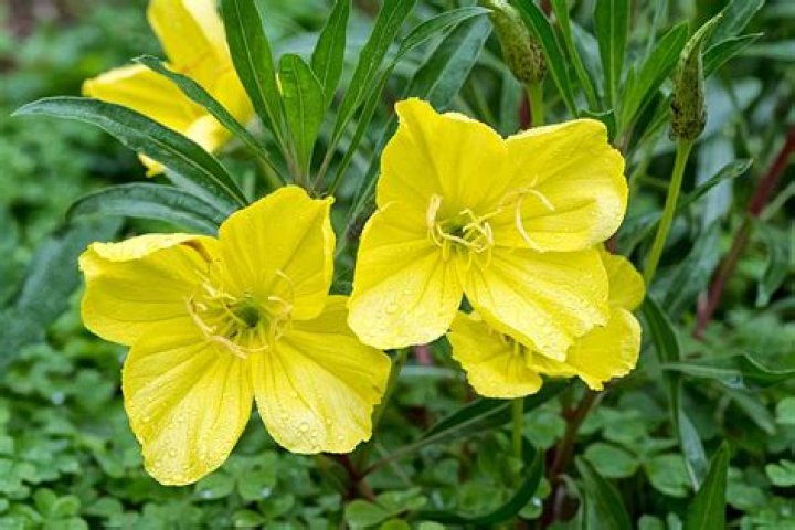 What does primrose yellow look like?