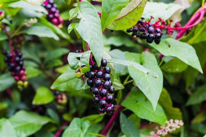 What does sarsaparilla mean?