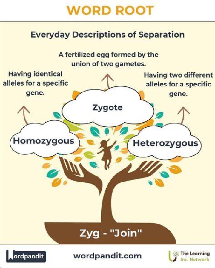 What does the root zyg mean?