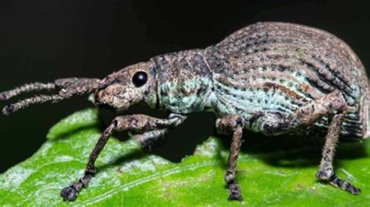 What does weevil mean?