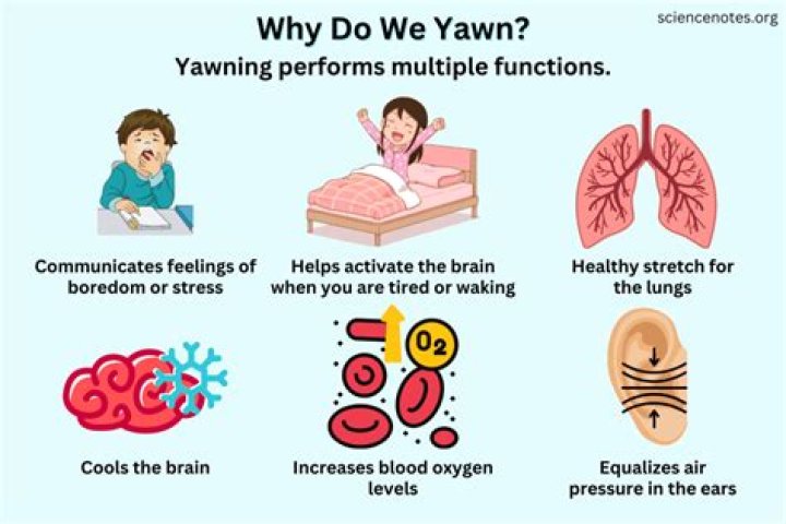 What does yawning mean?