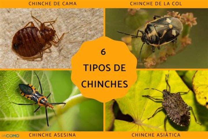 What is a chincha?