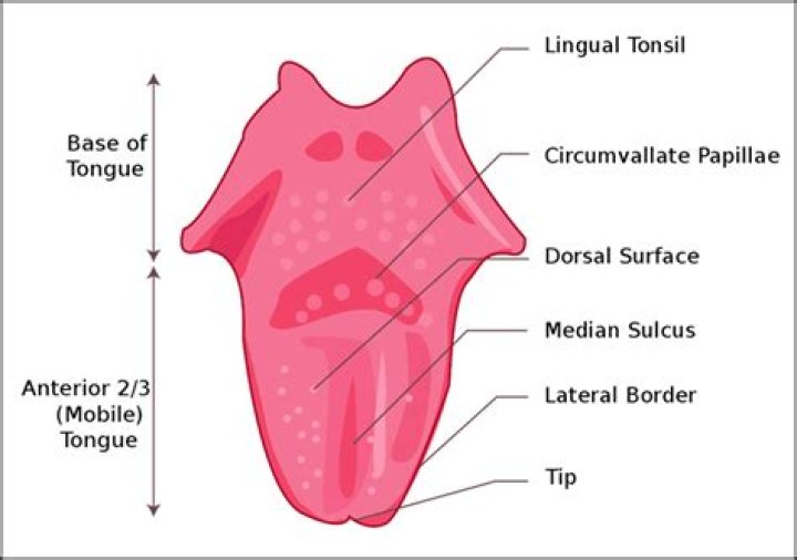What is a dorsum?