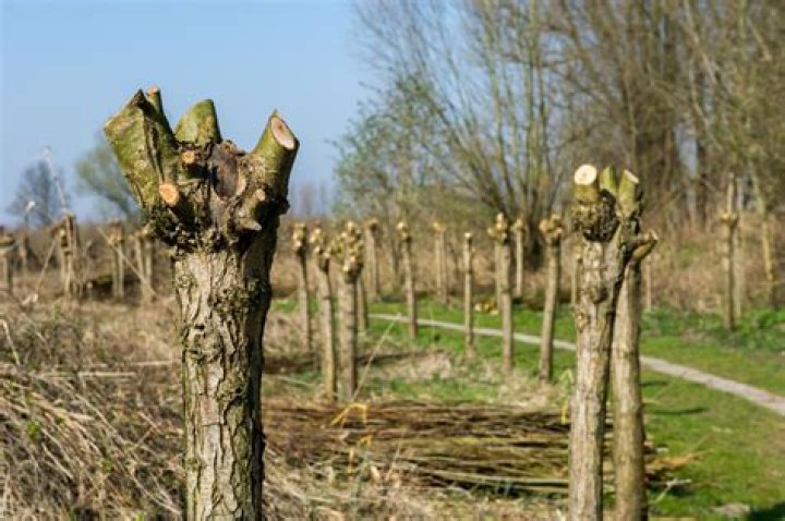What is a pollarded tree?