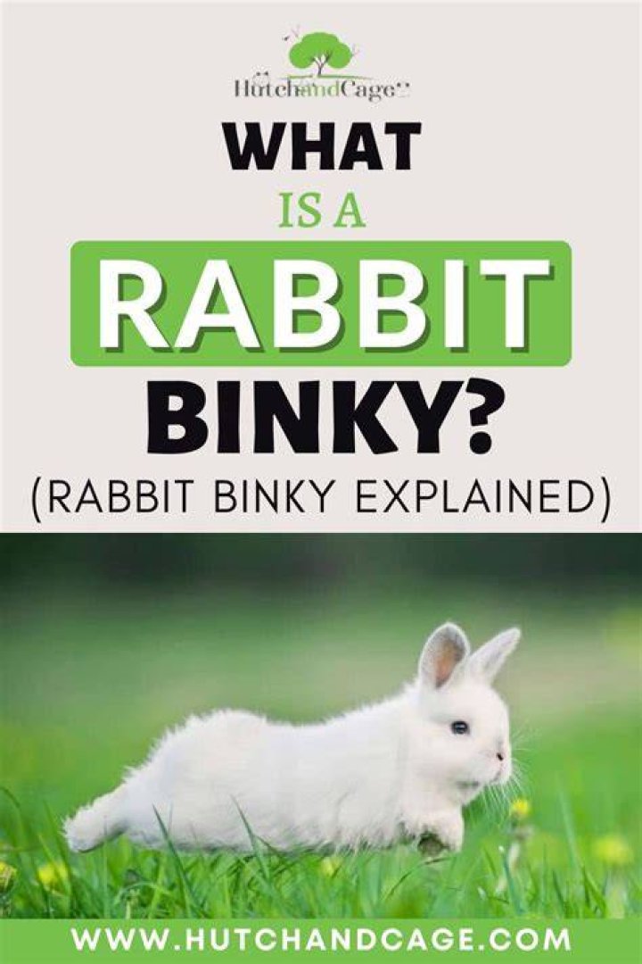 What is a rabbit binky?