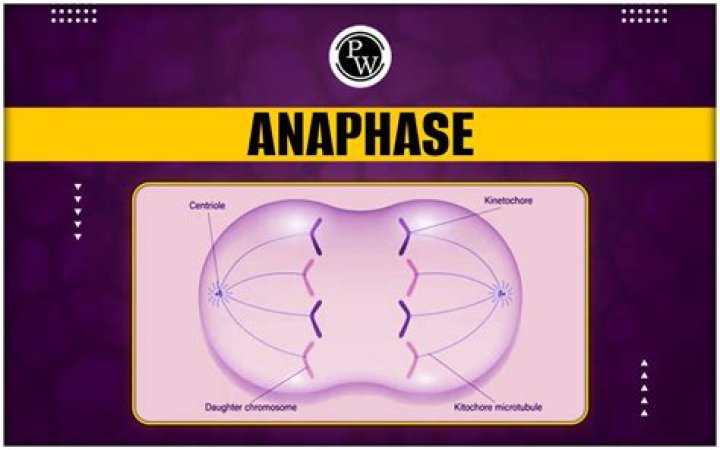 What is anaphase movement?