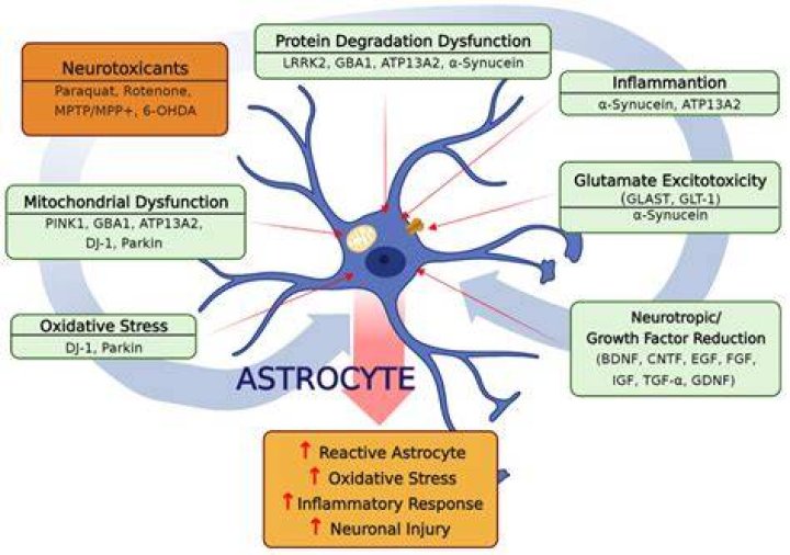 What is astrocytic glycogen?
