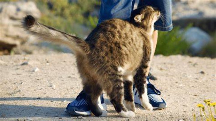 What is cat head butting?