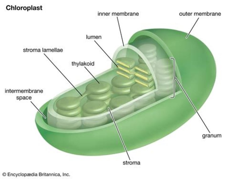 What is chloroplast structure?