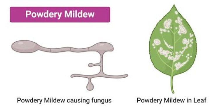What is downy and powdery mildew?