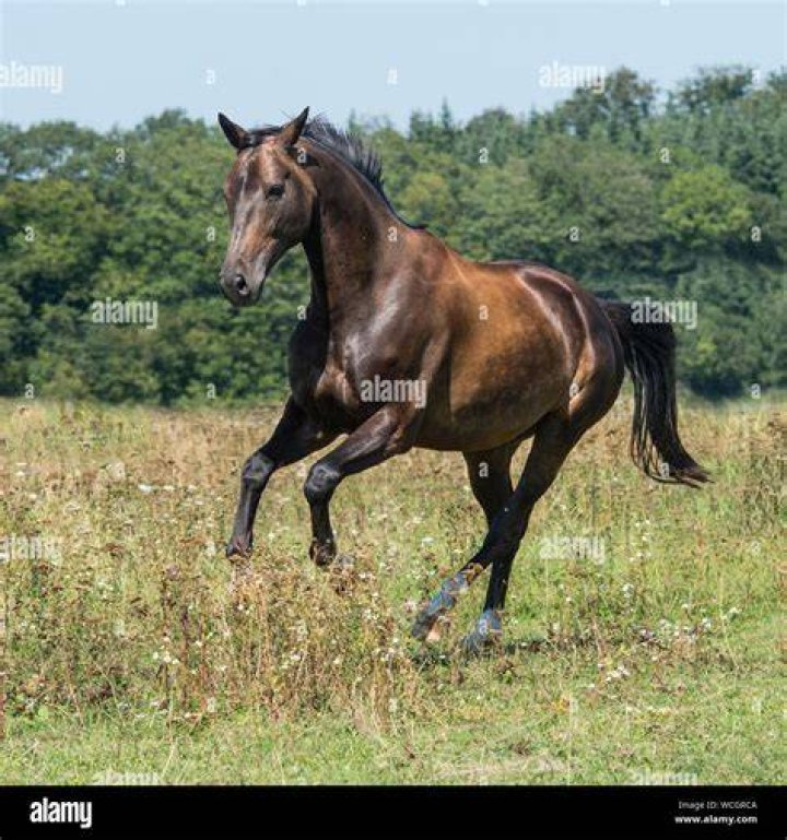 What is galloping horse?