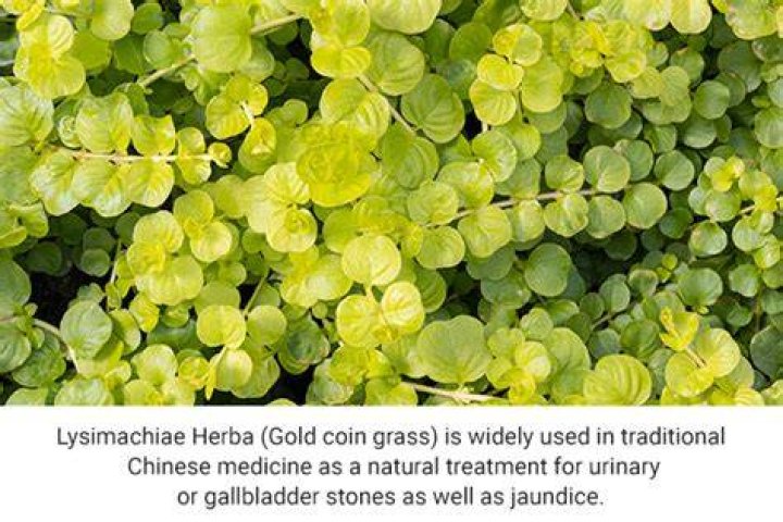 What is lysimachiae herba?