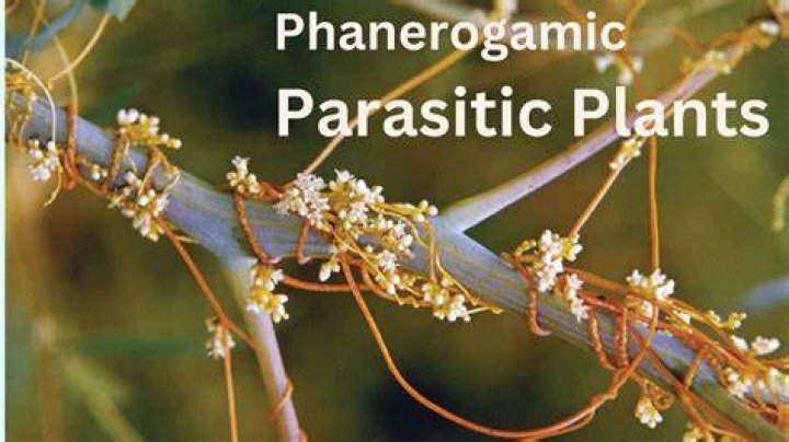 What is meant by phanerogamic?