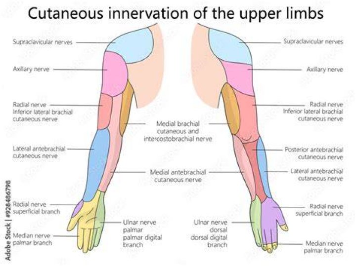 What is nerve innervation?