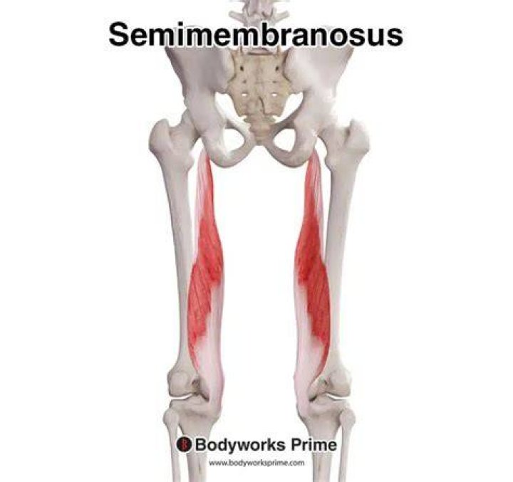 What is semimembranosus definition?