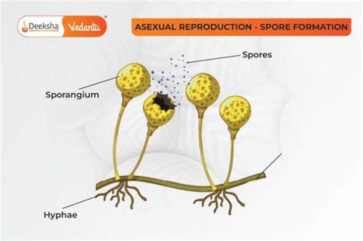 What is spore suspension?