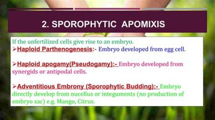 What is sporophytic budding?