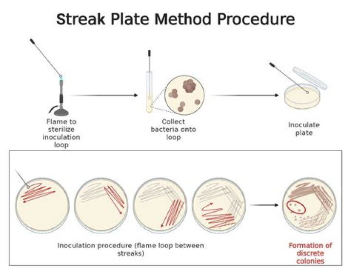 What is streaking in microbiology?